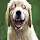 Michael Schuyler's profile photo