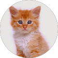 Avatar de Mireille.