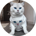 Katze Minav