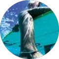 Avatar de Fantin.r