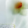 Narges Safi's profile photo