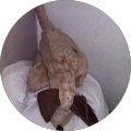 Gorms Kennel - Habo