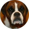 Buttercup Farm - 