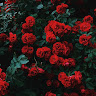 Photo de Manaal Fatima