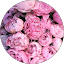 millie rose image