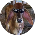 Avatar de chloé.