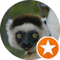 Sifaka Lemur