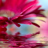 Photo de Karine Catelina