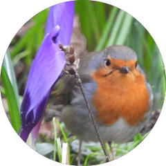 Amrod Telrunya Avatar