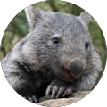 Tenacious_Wombat