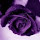 Thuy Nguyen's profile photo