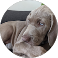 bellobravo Hundeschule - München