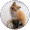 こた