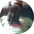 Avatar de morgantoys.