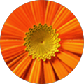 Avatar de Guillemette.r