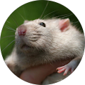 Max Eichman (rat)
