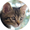 Avatar de Jean.