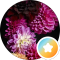 Akari
