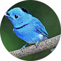 Alexander Marsh Jr