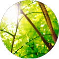 Assured Trees Ltd - Bristol