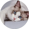 Avatar de ALBERTO LECHA
