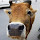 Igor Loskutoff's profile photo
