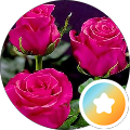 Desiree