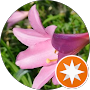 Google Maps Profilbild von k mayumi