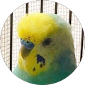 mie