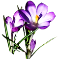 Phyllis K