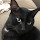 cvcoug...@gmail.com's profile photo
