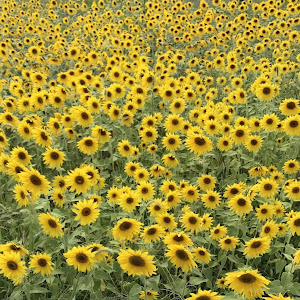 anchor2faith@gmail.com