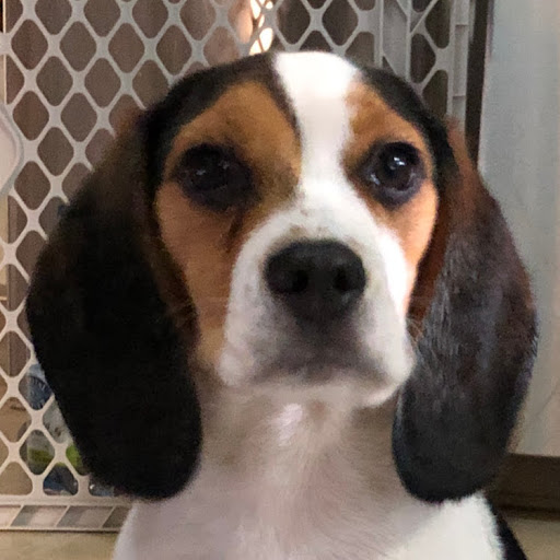 Willow The Woodchuck Beagle