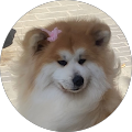 Amai
