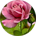 Guthema Roba