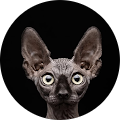 Avatar de Michelle.u