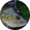 Reviewer Image