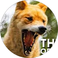 DingoEatsWolf