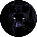Avatar de Samba.O