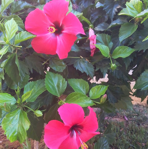 M.Angeles Carnerero Terol