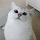 Irene Hsiao's profile photo