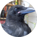 Avatar de Corbeau.u