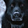 fod...@gmail.com's profile photo