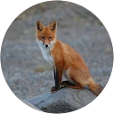 red fox