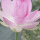 Szilvia Rung's profile photo