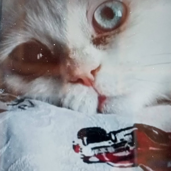 Sun Kennels Kedi ve Köpek Üretim Eğitim Çiftliği foto 2