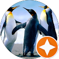 Generic Penguin Avatar