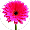 Pushpa Sriram