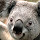 Luette Forrest's profile photo