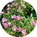 Home Helpers Home Care of Harrison - Harrison, Arkansas
